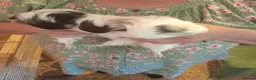 Guinea Pig rodents for sale: Sheltie boars  - Advert 5