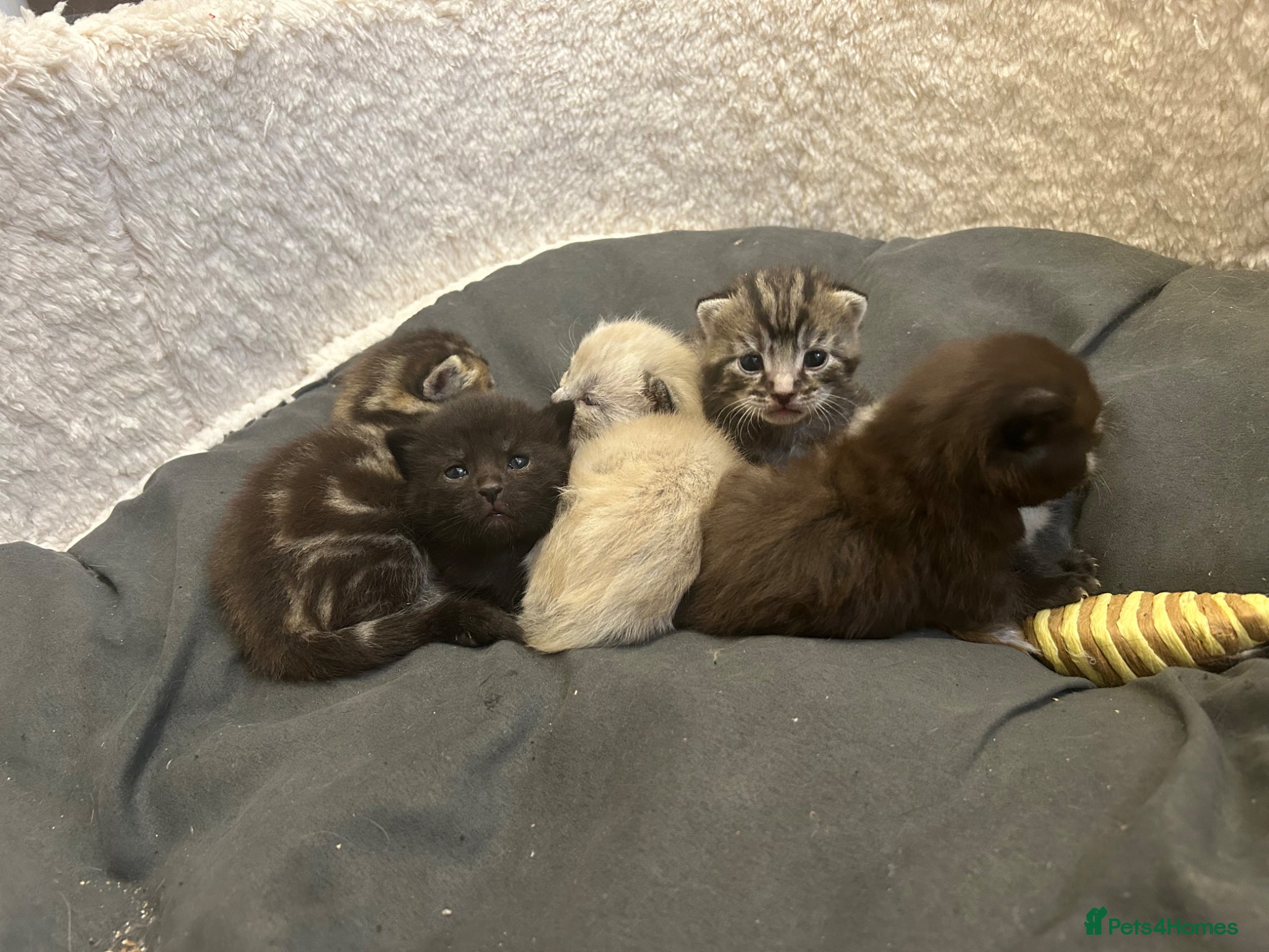 Mixed Breed cats for sale: 2 blacks 2 tabby kittens  - Advert 1