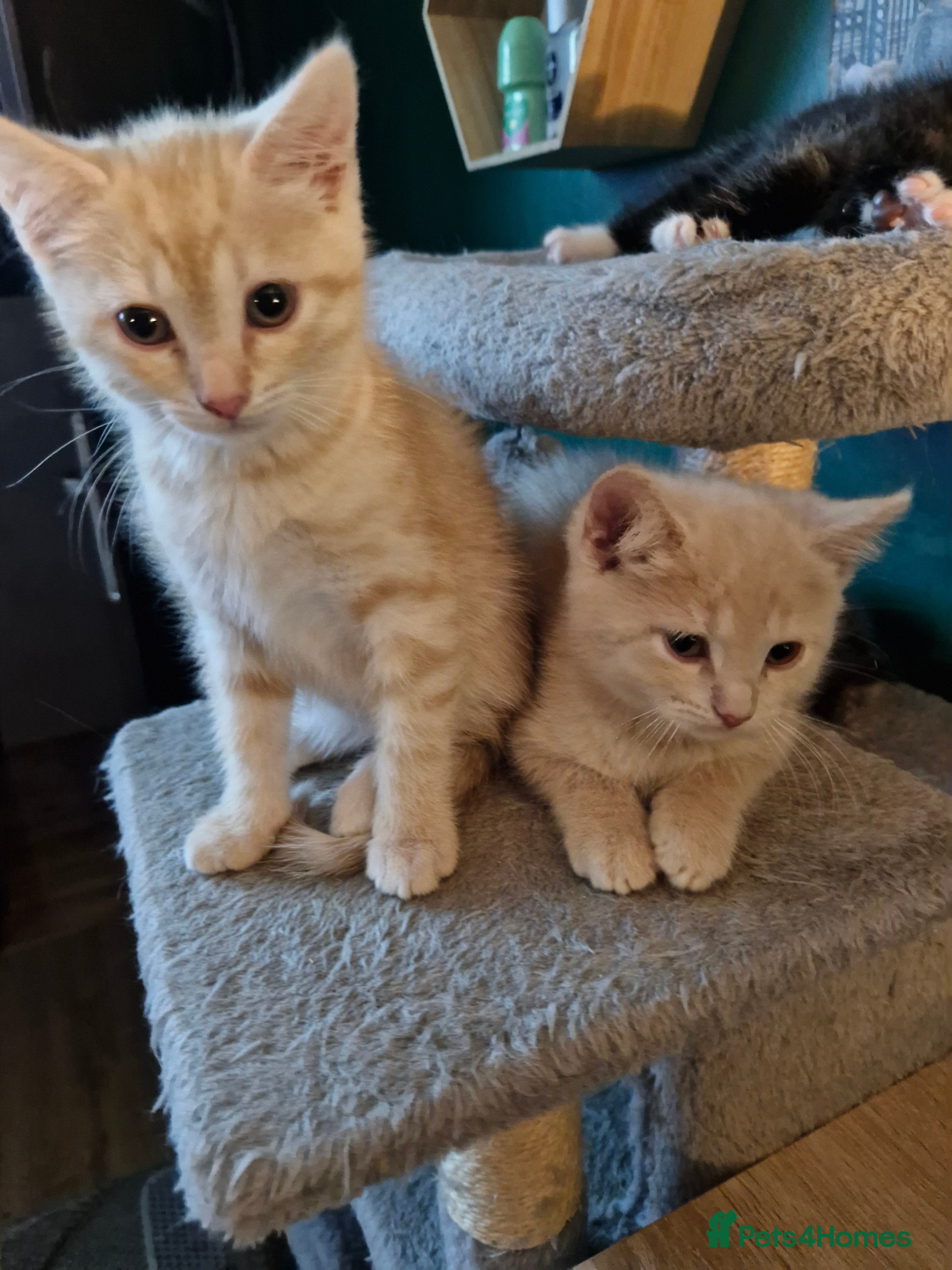 Scottish Fold cats Scottish fold kittens with straight ears - Advert 5