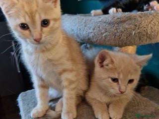 Scottish Fold cats Scottish fold kittens with straight ears - Advert 1