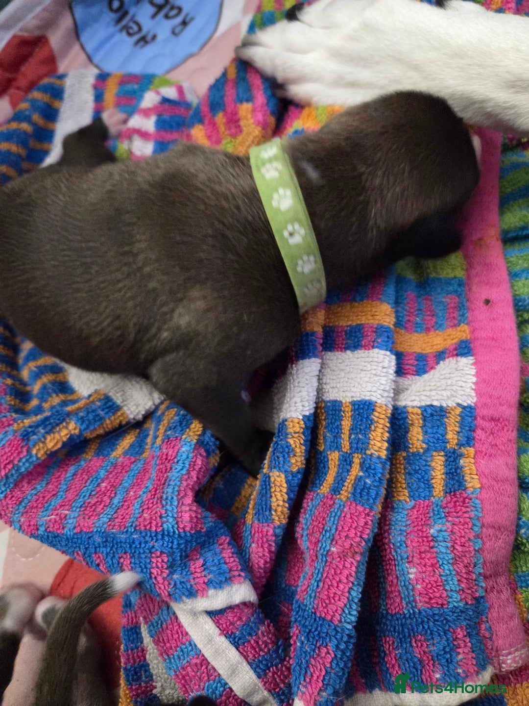 Mixed Breed dogs for sale: Saluki x lurcher hybrid  - Advert 4