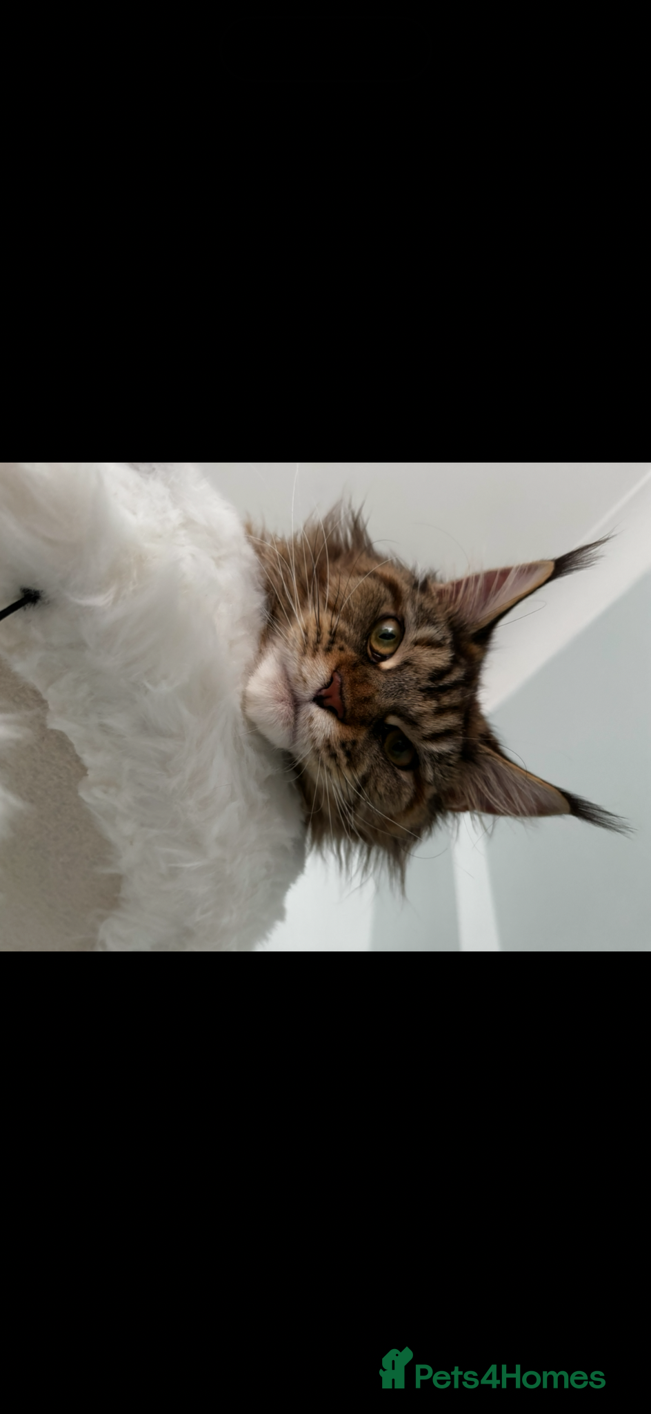Maine Coon cats for sale: TICA Mainecoon Litter Due  - Advert 10
