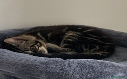 Domestic Shorthair cats for sale: Beautiful kittens ready to go 🐈‍⬛ - Image 18