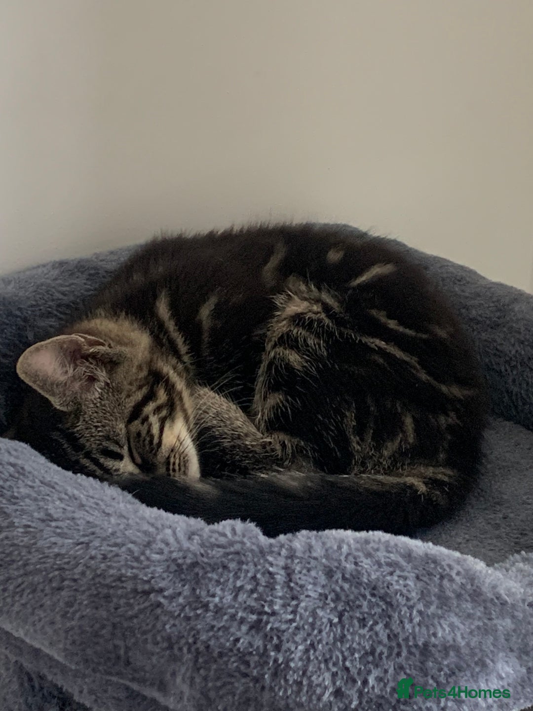 Domestic Shorthair cats for sale: Beautiful kittens ready to go 🐈‍⬛ - Image 18
