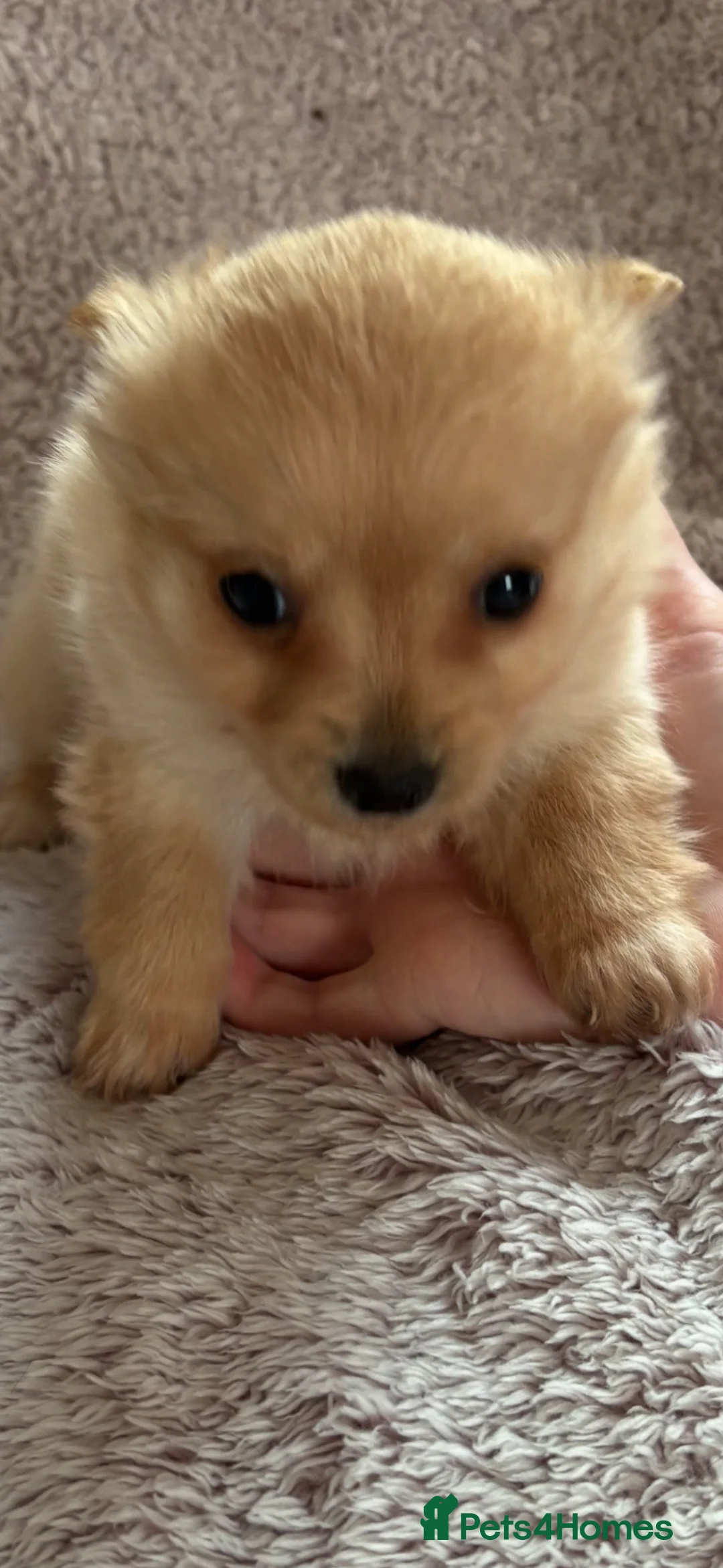 Pomchi dogs for sale: Chihuahua x Pomeranian  in Tilbury - Advert 5