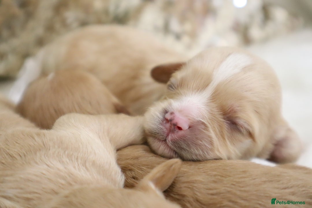 Cavapoo dogs for sale: *HEALTH TESTED* CAVAPOO PUPPIES - Image 21