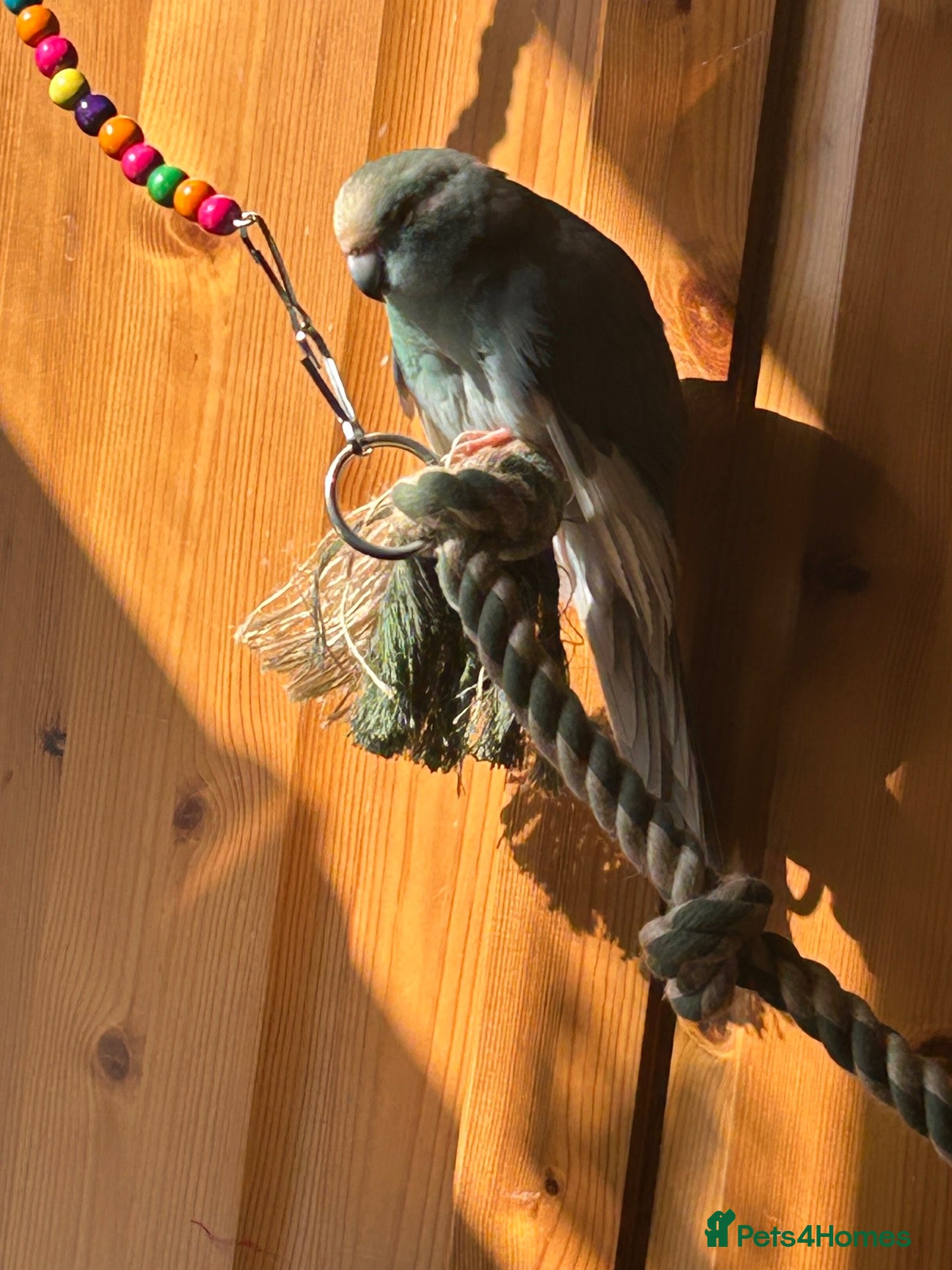 Parakeets birds Kakariki - Advert 7