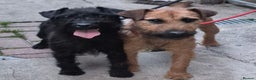 Patterdale Terrier dogs for sale: Patterdale terriers  - Advert 7