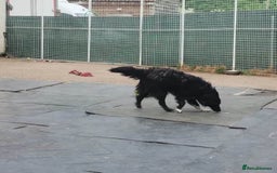 Mixed Breed dogs for adoption: Daisy, a Beautiful Soul - for a Loving Home in Nottingham - Image 5