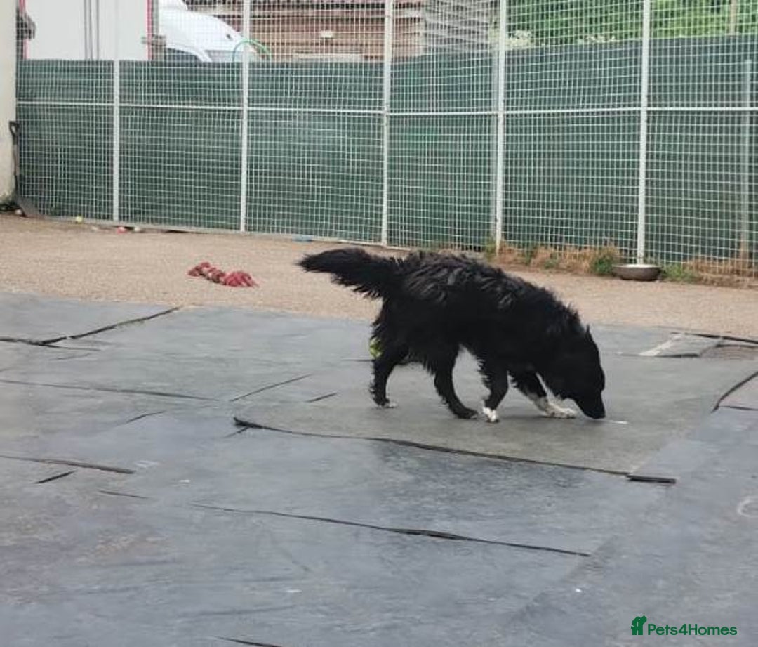 Mixed Breed dogs for adoption: Daisy, a Beautiful Soul - for a Loving Home in Nottingham - Image 5