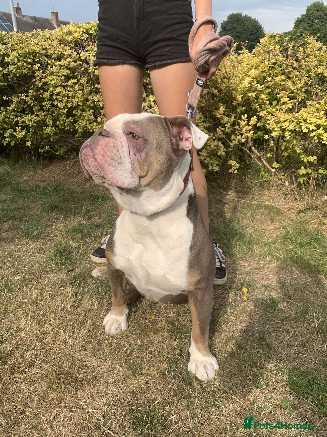 English Bulldog dogs for sale: English bulldog  - Advert 7