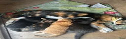 Mixed Breed cats for sale: Two Boys - Advert 1