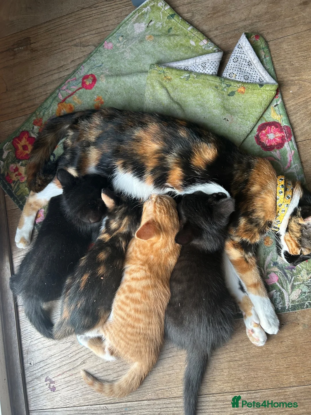 Mixed Breed cats for sale: Two Boys - Advert 1