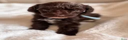 Cavapoo dogs for sale: Premium Quality Teddy Toy Cavapoos F1B - Advert 16
