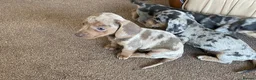 Dachshund dogs for sale: Gorgeous dachshund puppies deposit secure  - Advert 22