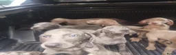 Weimaraner dogs for sale: Blue and Silver Weimaraner  - Advert 1