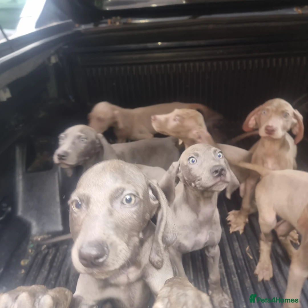 Weimaraner dogs for sale: Blue and Silver Weimaraner  - Advert 1