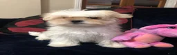 Mixed Breed dogs for sale: shihtzu / bichon x maltese  - Advert 10