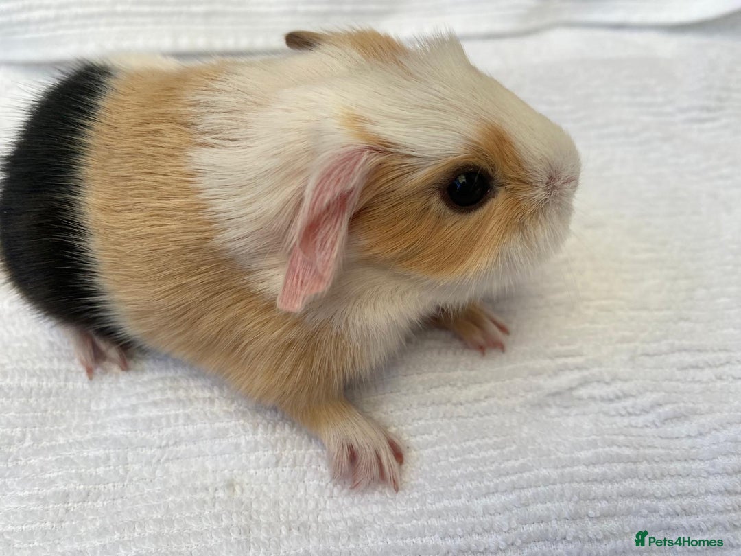 Guinea Pig rodents for sale: 3 beautiful baby guinea pigs  - Image 3