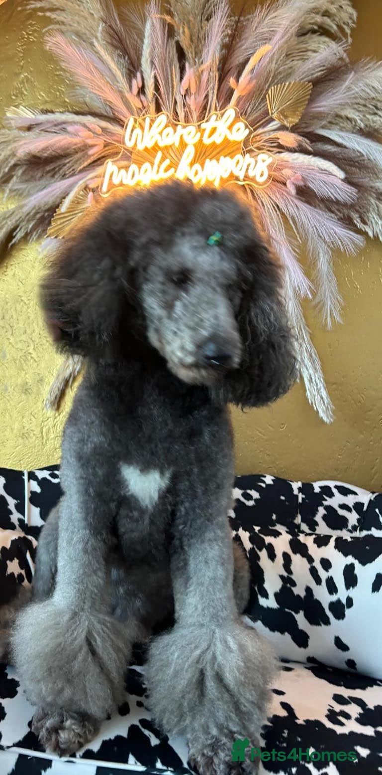 Standard Poodle dogs Dyllon the Duke of Earl - Advert 1