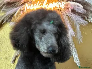 Standard Poodle dogs Dyllon the Duke of Earl - Advert 18