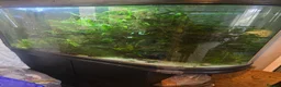 Cichlids fish for sale: Fish tank and fish in Llandeilo - Advert 5