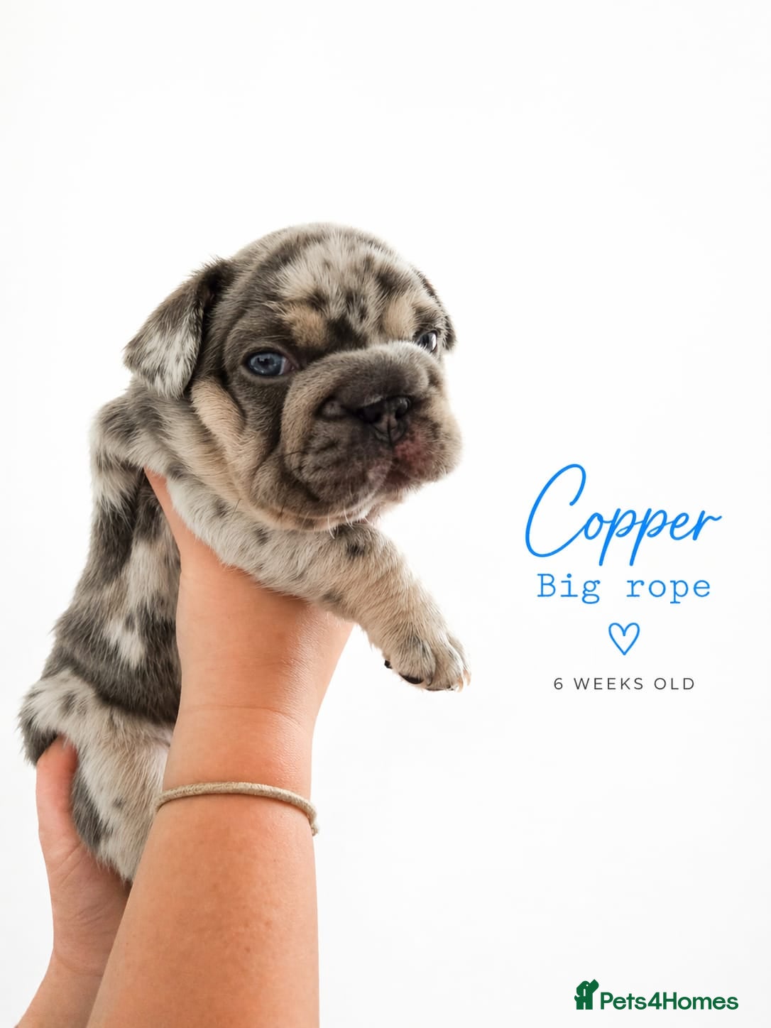 French Bulldog dogs Stunning little of French Bulldog puppies  - Advert 7