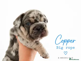 French Bulldog dogs Stunning little of French Bulldog puppies - Advert 7