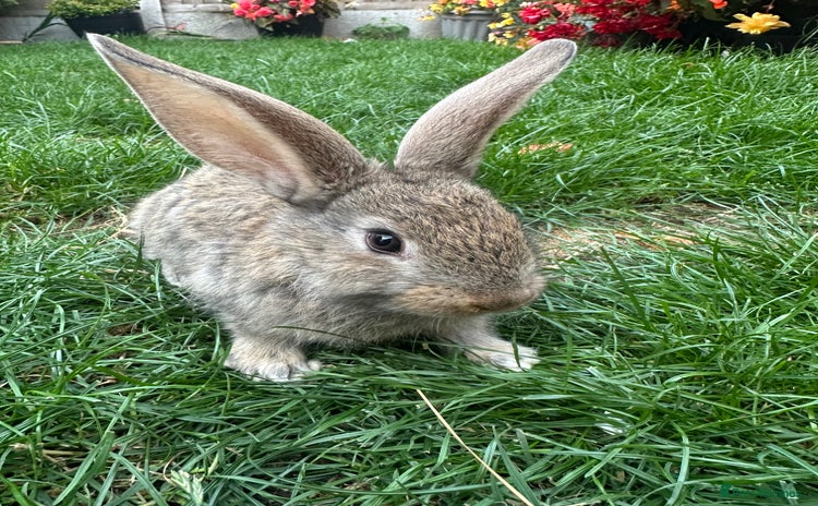 Continental Giant rabbits - Advert 11
