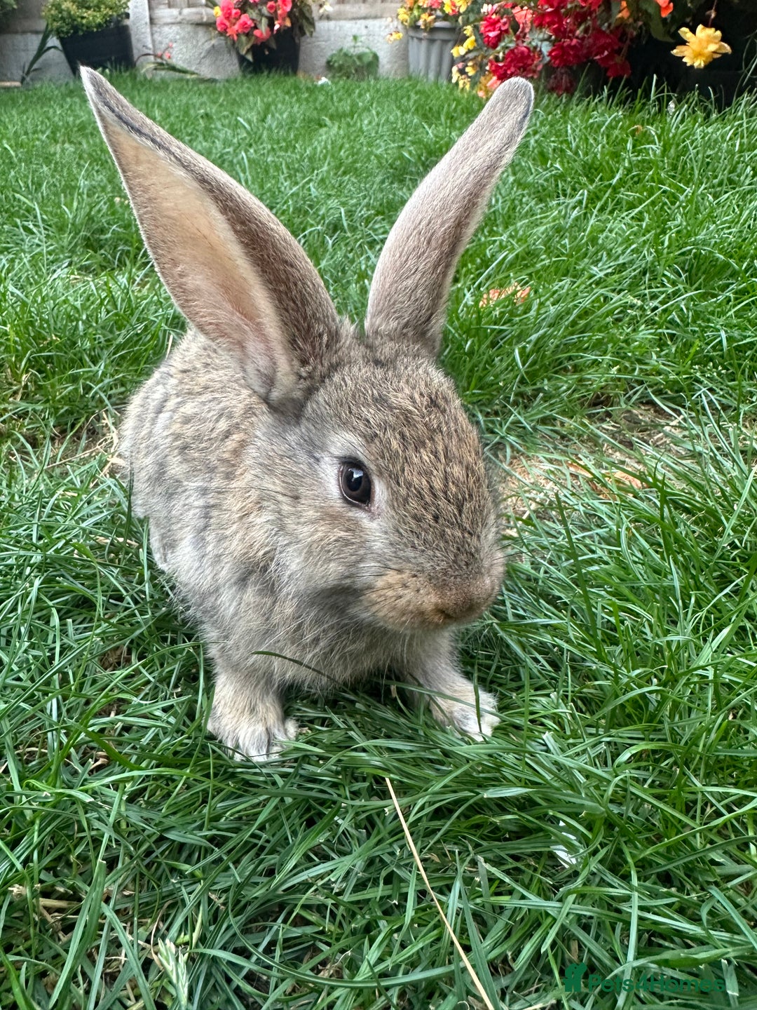 Continental Giant rabbits for sale: Pair of Continental Giant Rabbits  - Image 1