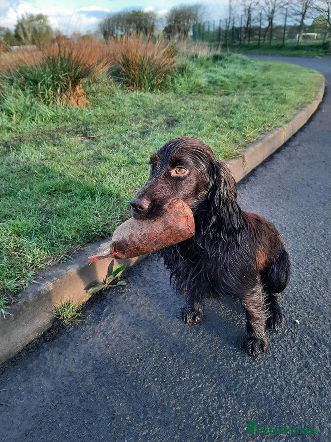 Cocker Spaniel dogs for stud: Proven Chocolate kc registered cocker spaniel - Advert 2