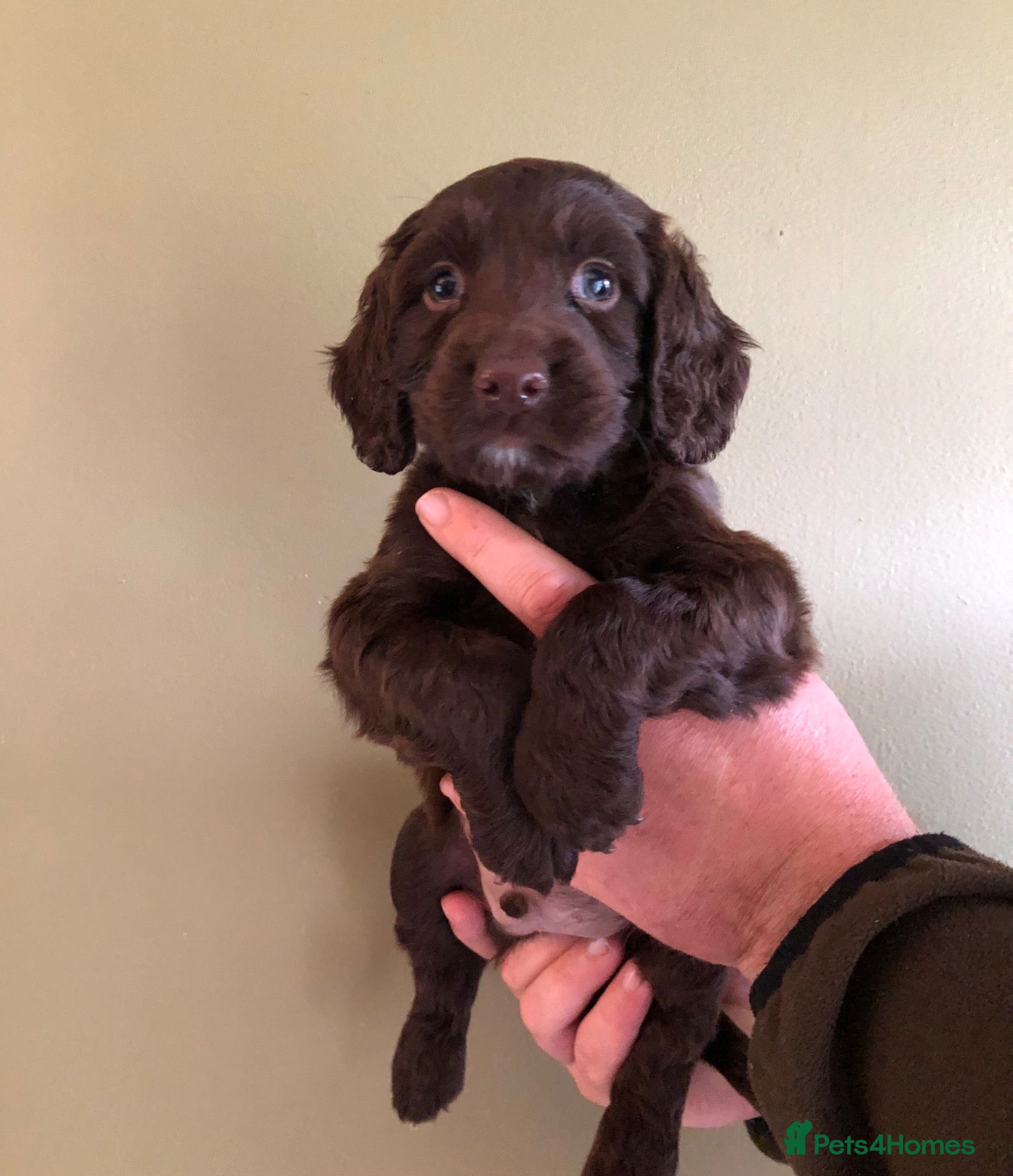 Sprocker dogs for sale: 5* F1 Sprocker Puppies - Advert 2