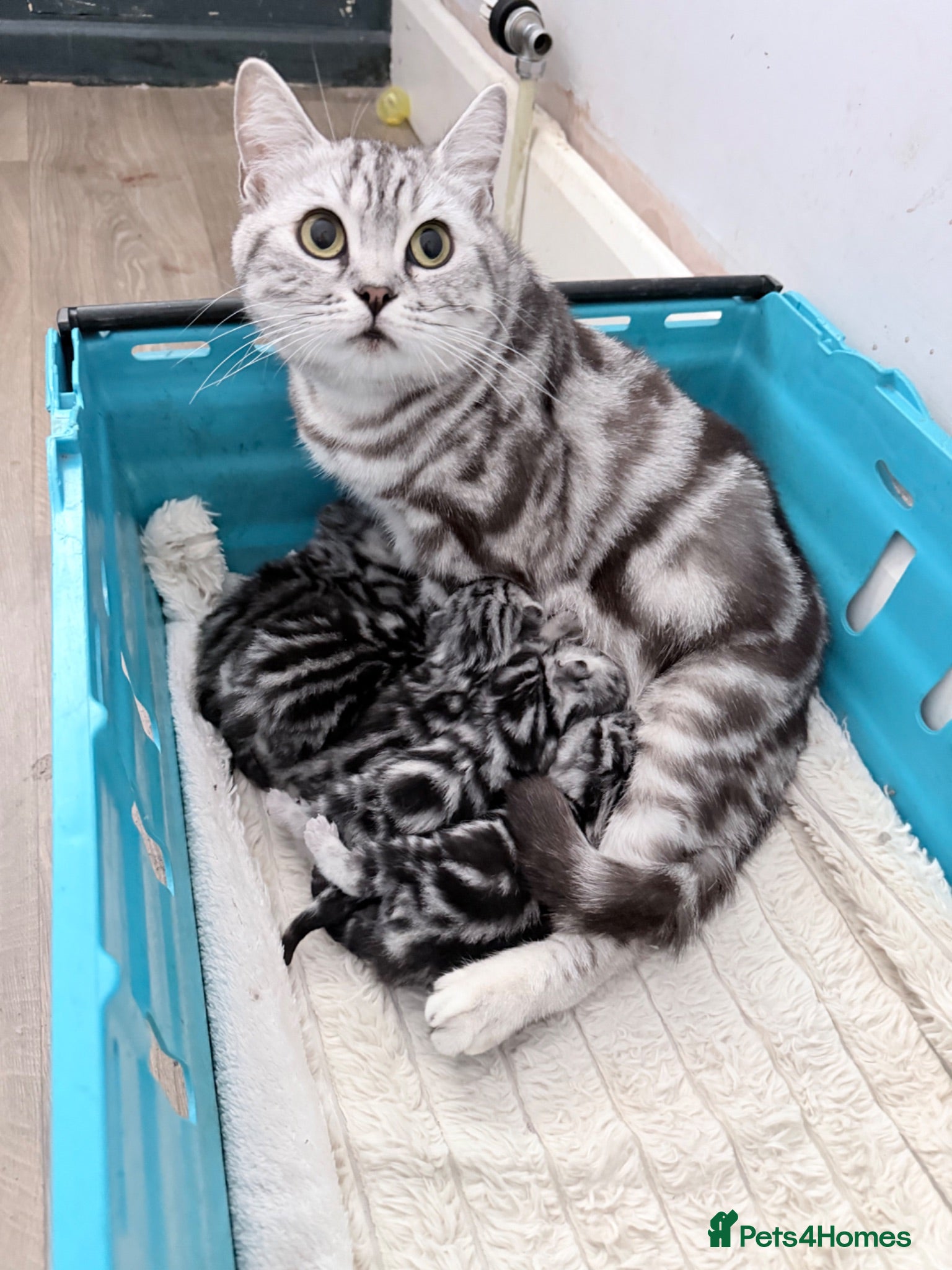 British Shorthair cats GCCF British shorthair silver tabby kittens  - Advert 2
