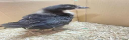 Chickens poultry for sale: 2 and 3 week old chicks available for loving homes in Sudbury - Advert 7