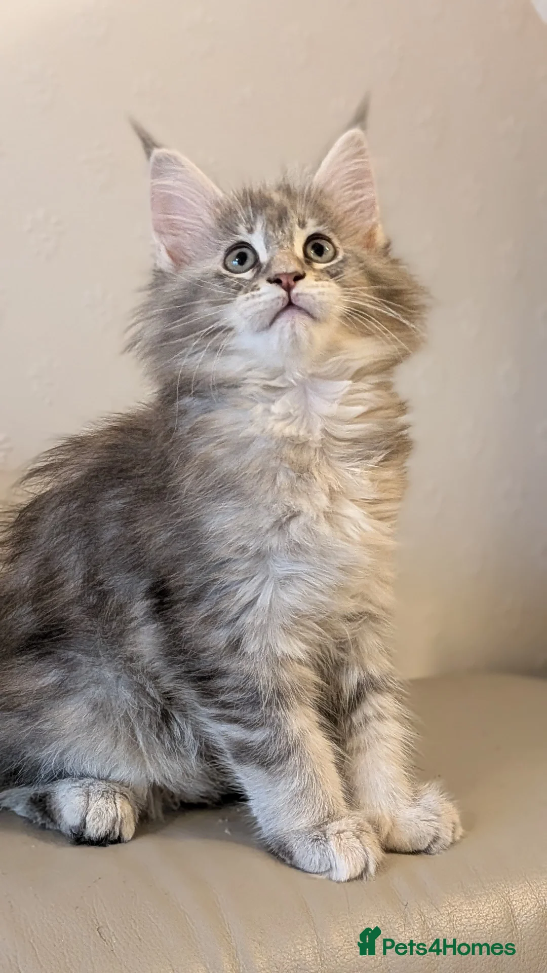 Maine Coon cats for sale: 🏅GCCF🏅 pure maine coon kittens  - Advert 17