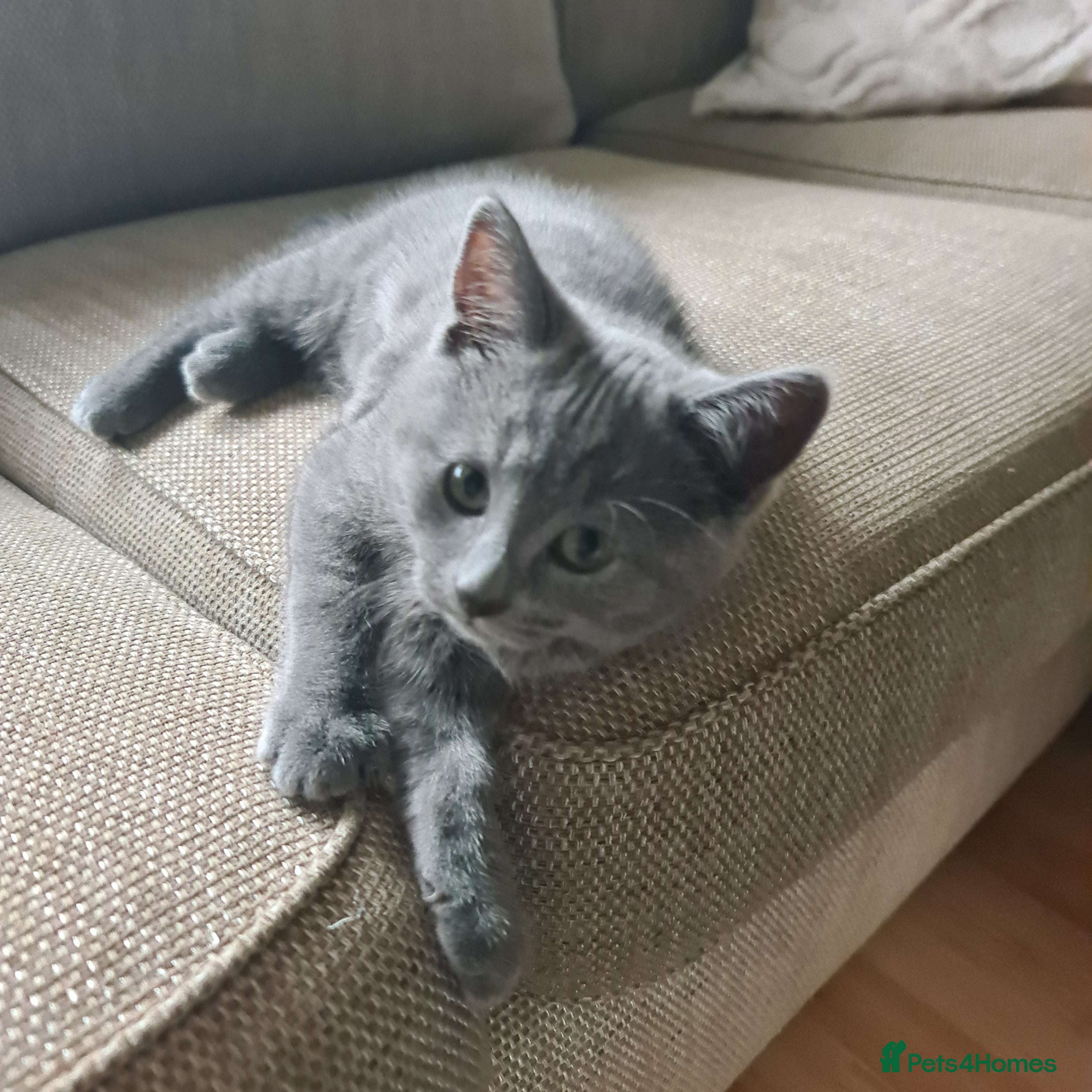 Mixed Breed cats British shorthair with Russian Blue mix - Advert 4