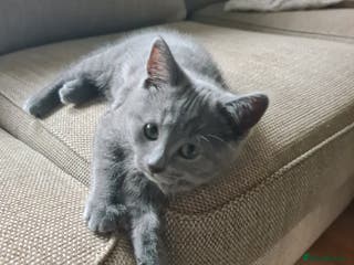 Mixed Breed cats British shorthair with Russian Blue mix - Advert 4