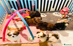 Maltipoo dogs for sale: 🌟BUNDLES OF JOY 🐶 TEDDY BEAR MALSHIPOO PUPS - Image 27