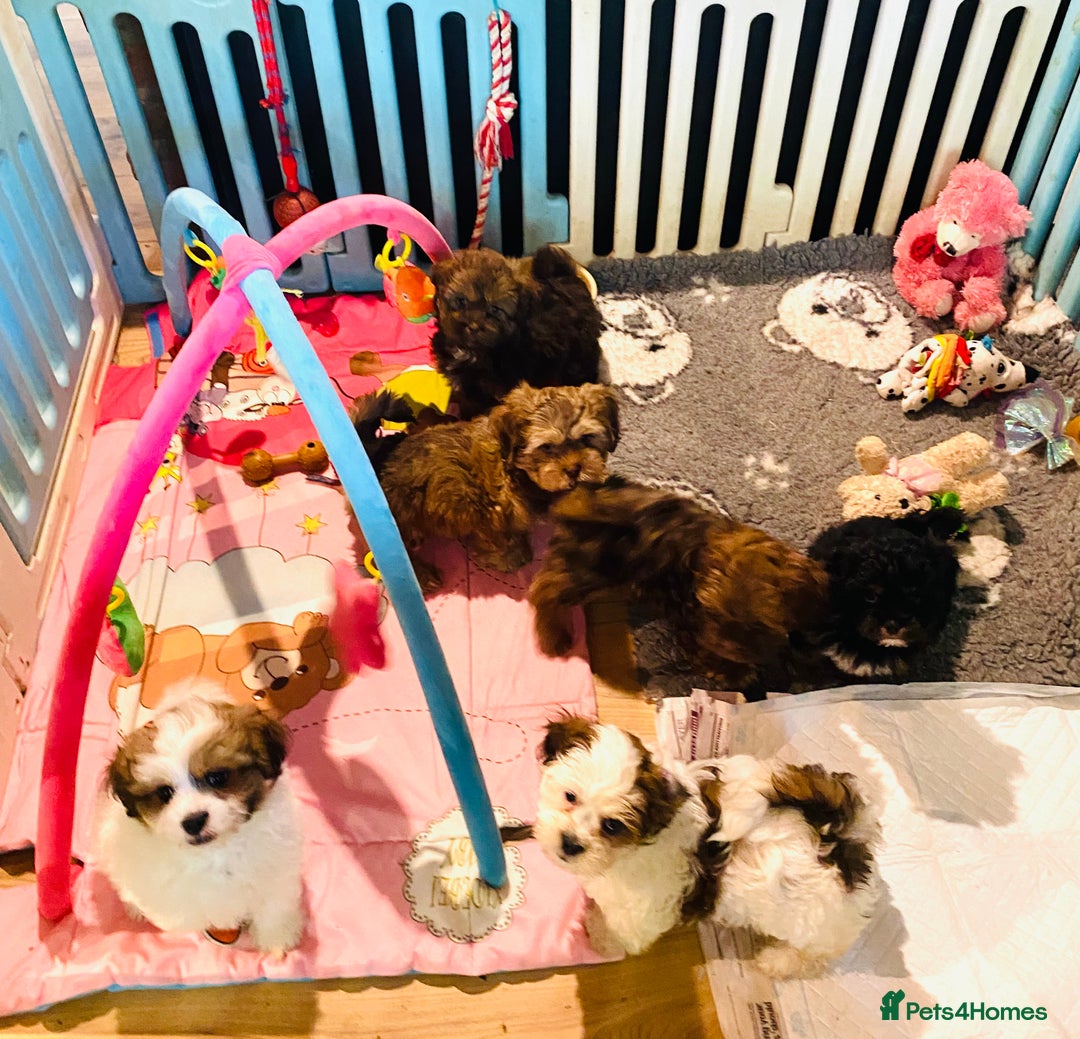 Maltipoo dogs for sale: 🌟BUNDLES OF JOY 🐶 TEDDY BEAR MALSHIPOO PUPS - Image 27