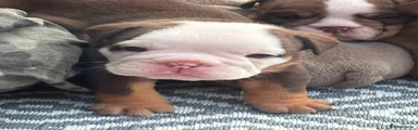 English Bulldog GUS