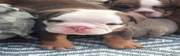 English Bulldog dogs for sale: 🍫Outstanding choc English bulldogs 🌟⭐️⭐️ - Advert 38