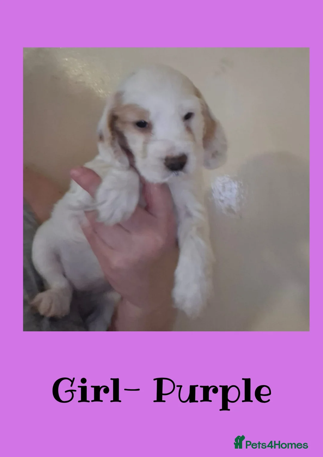 Cocker Spaniel dogs for sale: Full breed show cocker spaniels  in Willenhall - Advert 2