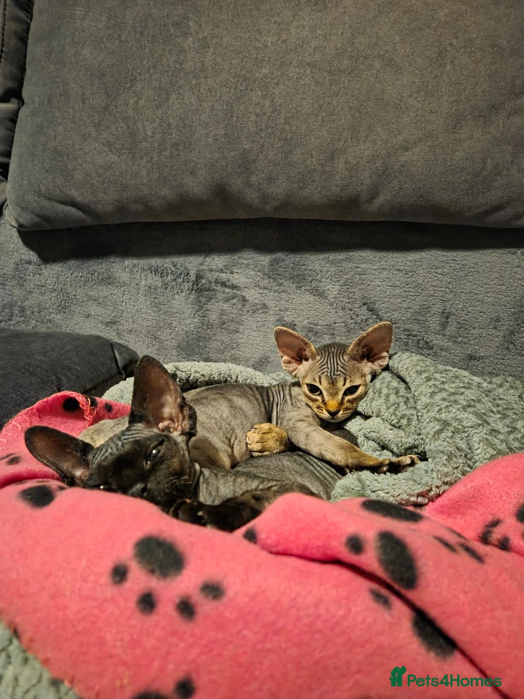 Devon Rex cats for sale: 🐾 Expected Devon Rex Kittens–August 2026 🐾 - Advert 2