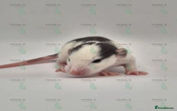 Rat rodents for sale: Our latest litter from Pearls Rodents - Image 2