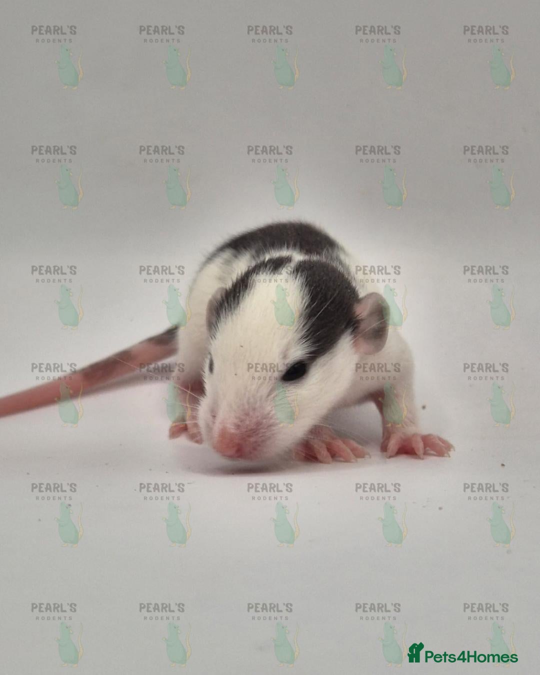 Rat rodents for sale: Our latest litter from Pearls Rodents - Image 2