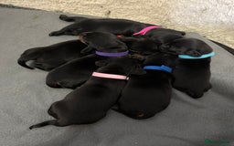 Miniature Dachshund dogs for sale: 🐾 Smooth Haired Dachshund Puppies 🐾 - Image 9