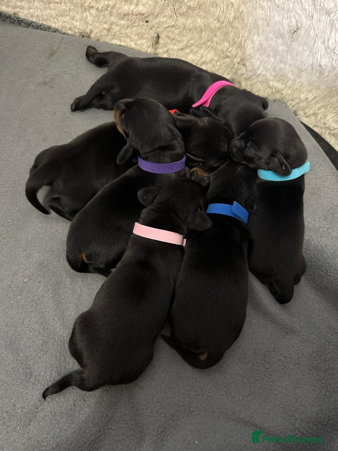 Miniature Dachshund dogs for sale: 🐾 Smooth Haired Dachshund Puppies 🐾 - Image 9
