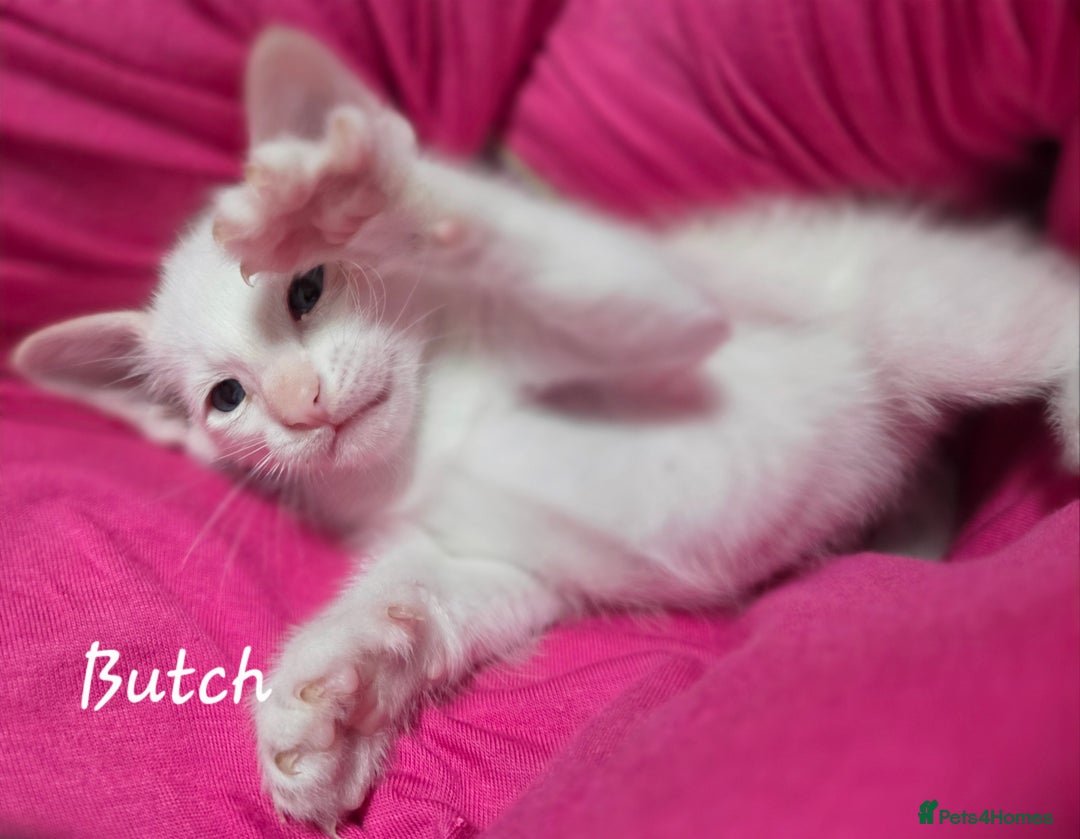 Siamese cats for sale: Beautiful GCCF registered Siamese kittens  - Image 6