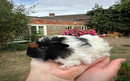 Guinea Pig rodents for sale: Two boy guinea pigs  - Image 9