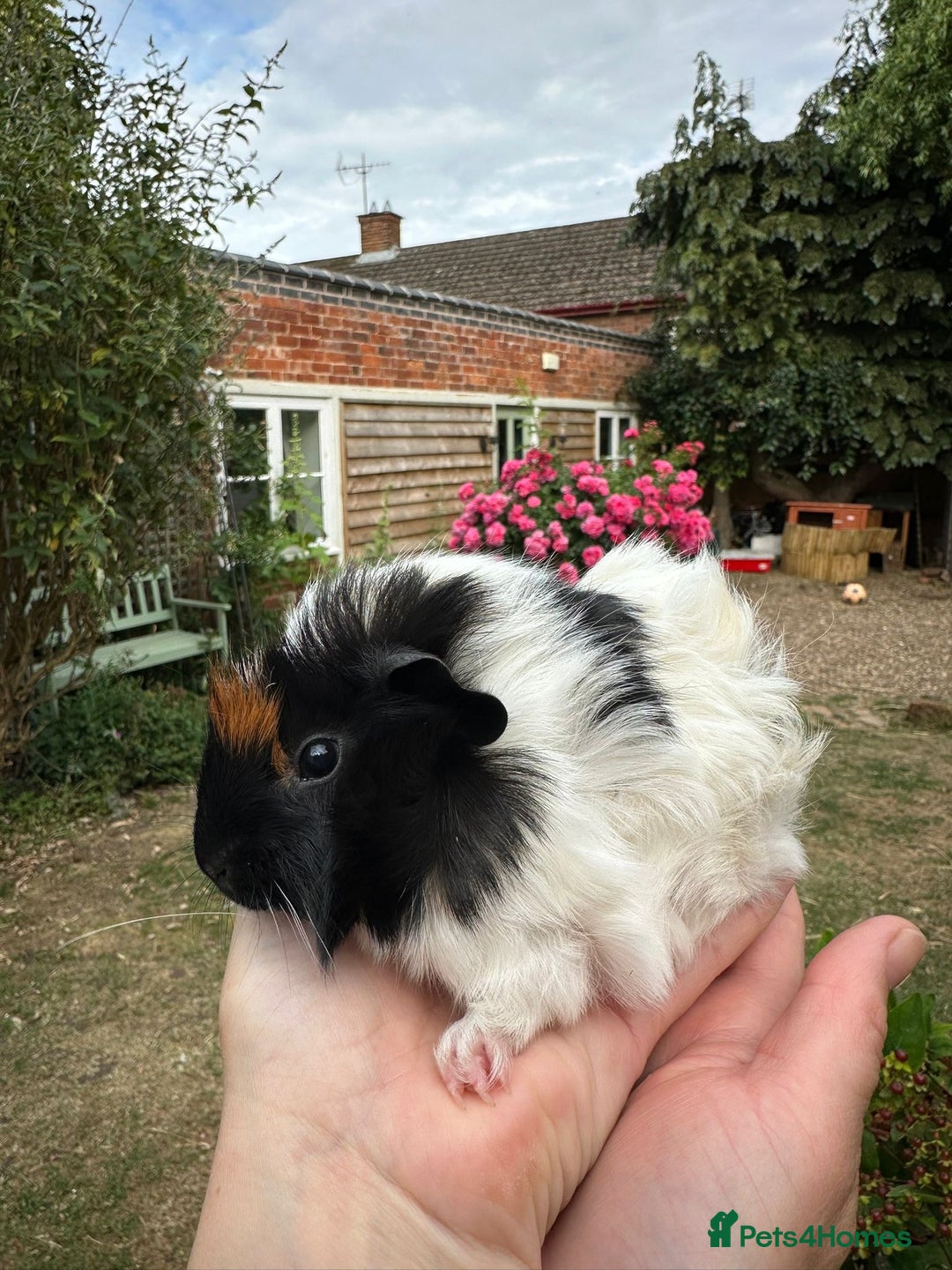 Guinea Pig rodents for sale: Two boy guinea pigs  - Image 9